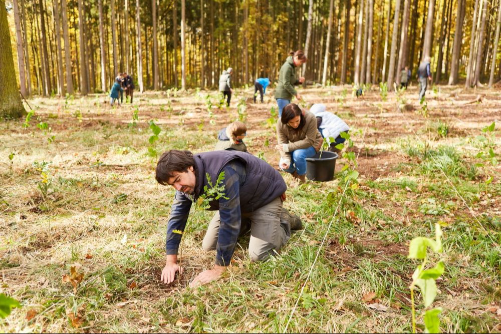 Un groupe de volontaires plante des arbres dans la forêt dans le cadre d